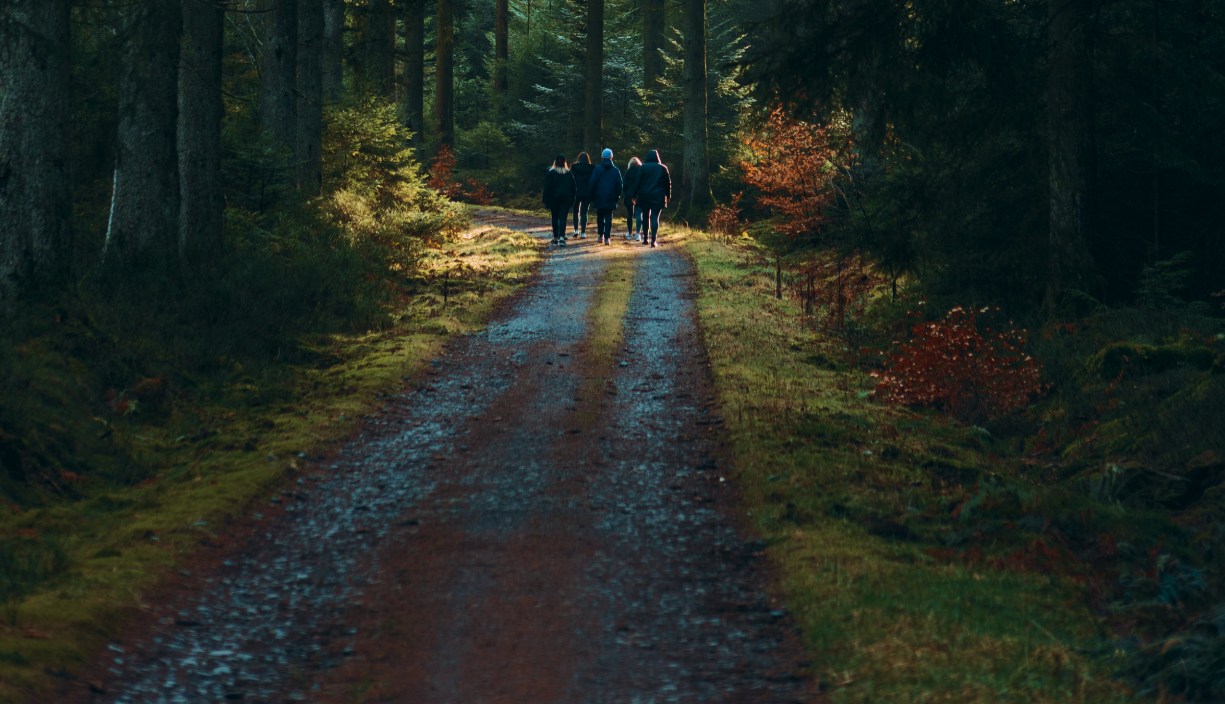 Group of people walking down forest path