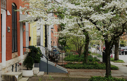 Baltimore rowhomes with flowering trees in spring